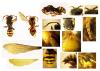 Nomada sp.